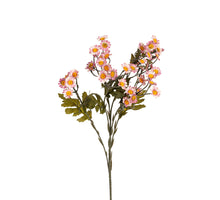 Margrietje, 60 cm, rosa