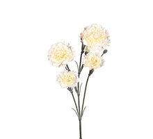 Dianthus 60cm creme