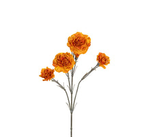 Dianthus 60cm gelb