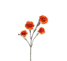 Dianthus 60cm orange