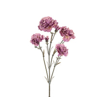 Dianthus 160cm taupe