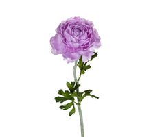 Ranunkel 50cm lila