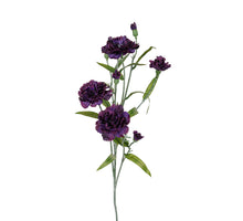 Dianthus, 70 cm, lila