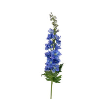 Delphinium, 78 cm, blau