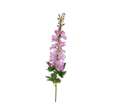 Delphinium, 78 cm, malvenfarben