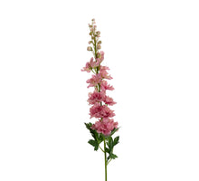 Delphinium, 78 cm hoch, altrosa.