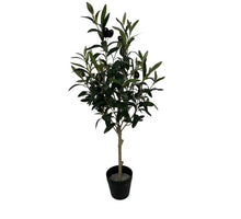 Olivenbaum auf Stiel neu 70 cm mit Beerengrün