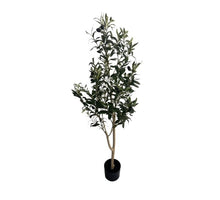 Olivenbaum, gerade gewachsen, 180 cm hoch, im Topf mit Beeren.