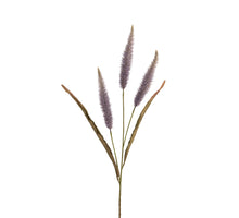 Pennisetum 192cm lila