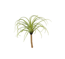 Tillandsia, 22 cm, grün