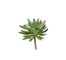 Echeveria, 17 cm, grün