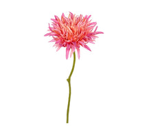 Gerbera wild, 29 cm, rosa