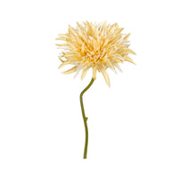 Gerbera wild, 29 cm, gelb