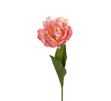 Papageientulpe 66cm lachsrosa