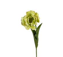 Papageientulpe 66cm grün