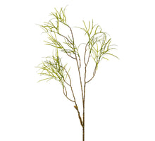 Hoya linearis l98cm groen