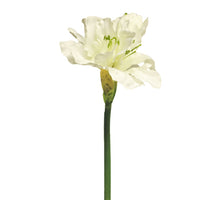Hippeastrum Aline creme 63cm