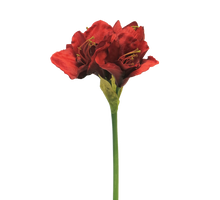 Hippeastrum Aline red 63cm
