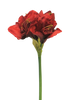 Hippeastrum Aline rot 63cm