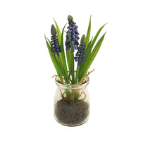 Muscari Desire im Glastopf blau 17cm