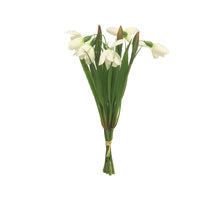 Schneeglöckchen Bündel x5 mit Grascreme 26cm
