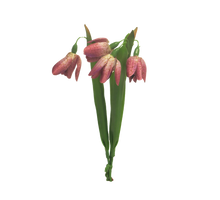 Fritillaria Bündel x3 Schönheit 24cm