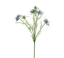 Nigella damascena blue 66cm