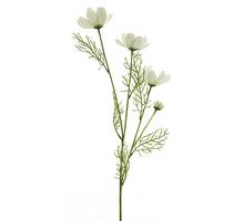 Cosmos Chanel Spray Creme 61cm