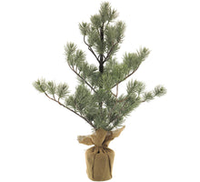 Pinus Baum im Jutesack grün mit Eis 72cm