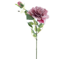 Offene Gartenrose ona mauve 79cm