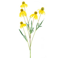 Rudbeckia Spray gelb 90cm