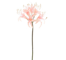 Nerine Spray altrosa 90cm