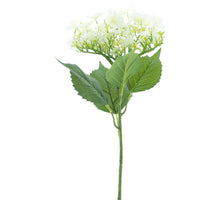 Schmetterlingshortensie Spray creme 70cm