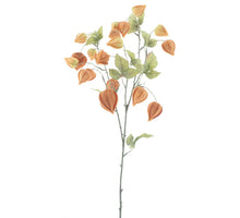 Physalis Fruchtspray Lahja braun 83cm
