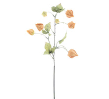 Physalis Spray Lahja braun 54cm