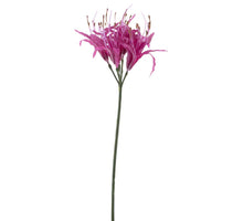Nerine Spray fuchsie 91cm