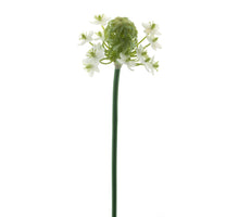 Ornithogalum Sprühsahne 60cm
