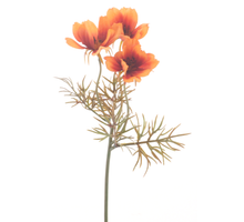 Cosmos Sprühfarbe Orange 28cm