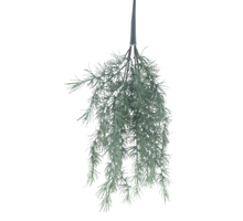 Kieferbusch Lorch, gepudertes Grün, 65 cm
