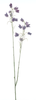 Mini Cora Bell Spray Lila 105cm