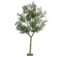 OLIVENBAUM H 350 CM