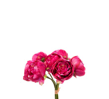 BEFLOCKUNG ASTILBE STRAUSS ROSA