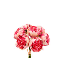 BEFLOCKUNG ASTILBE STRAUSS GELB