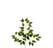 BEFLOCKUNG ASTILBE STRAUSS CREME