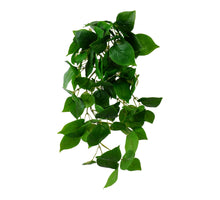 Hanger Pothos 60cm groen