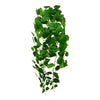 Hängepflanze Pothos 120cm grün