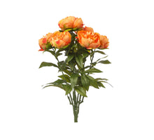PFINGSTROSE BUSCH X 7 ORANGE