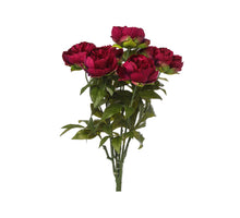 PFINGSTROSE BUSCH X 7 ROT