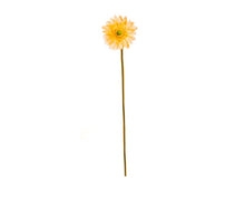 GERBERA STIEL CREME GELB D11 H60 CM