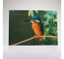 OUTDOOR-MALEREI EISVOGEL 50X70 CM